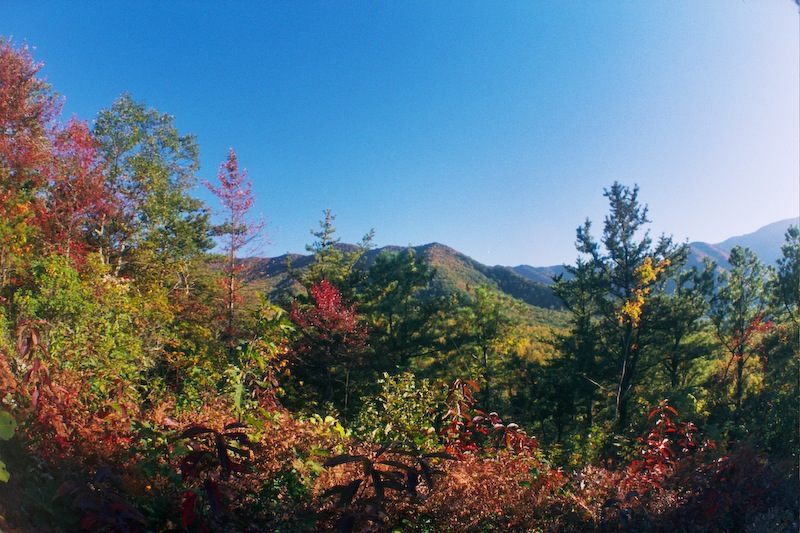 Lower Mt. Cammerer Trail